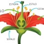 flor.jpg