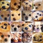 muffin_chiguagua.jpeg
