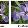 tipos_flores.png
